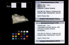 Foto (Objekt + Etikett) von Cracensigillatus acutirostris (Moericke, 1889)  (NHMW-GEO-1990-0041-3901)